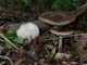 Міцелій УМацутакэ, Tricholoma matsutake 100 г - зображення 3