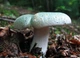 Мицелий Сыроежки жгучей, Russula emetica 100 г - изображение 7