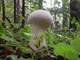 Мицелий Гриба-зонтика лохматого (Гриба-зонтика краснеющий), Chlorophyllum rhacodes 100 г - изображение 4