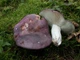 Мицелий Сыроежки сине-жёлтой, Russula cyanoxantha 100 г - изображение 3