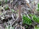 Мицелий Кордицепса китайского, Cordyceps sinensis 100 г - изображение 2