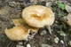 Міцелій Сироїжки лайкової (Сироїжки зелено-червоною), Russula alutacea 100 г - зображення 6
