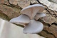Мицелий Вешенки обыкновенной серой, Pleurotus sajor-caju 100 г - изображение 10