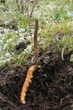 Мицелий Кордицепса китайского, Cordyceps sinensis 100 г - изображение 3