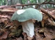 Мицелий Сыроежки жгучей, Russula emetica 100 г - изображение 9