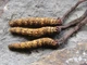 Мицелий Кордицепса китайского, Cordyceps sinensis 100 г - изображение 4
