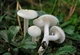 Міцелій Гиропора березового (Гиропоруса синеющего), Gyroporus cyanescens 100 г - зображення 3