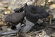 Міцелій Лисички сірої, Craterellus cornukopioides 100 г - зображення 2