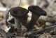 Міцелій Лисички сірої, Craterellus cornukopioides 100 г - зображення 3