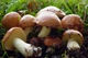 Мицелий Маслёнка зернистого, Suillus granulatus 100 г - изображение 1
