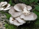 Мицелий на брусочках Вешенка рожковидная (Вешенка обильная), Pleurotus cornucopiae - изображение 1