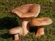 Міцелій Рейші (Трутовика лакованого), Ganoderma lucidum 100 г - зображення 8