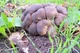 Мицелий Рядовки скученной, Lyophyllum decastes 100 г - изображение 1