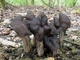 Міцелій Лисички звичайної (жовтої), Cantharellus cibarius 100 г - зображення 8