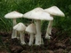 Міцелій Вольвариеллы прекрасною, Volvariella speciosa 100 г - зображення 1