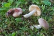 Міцелій Сироїжки непоказною, Russula nauseosa 100 г - зображення 4