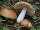 Мицелий Сыроежки сине-жёлтой, Russula cyanoxantha 100 г - изображение 7