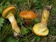 Мицелий Маслёнка зернистого, Suillus granulatus 100 г - изображение 6