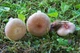 Міцелій Сироїжки непоказною, Russula nauseosa 100 г - зображення 5