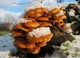 Мицелий Опёнка зимнего, Flammulina velutipes 100 г - изображение 4