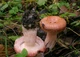 Міцелій Вольвариеллы прекрасною, Volvariella speciosa 100 г - зображення 3