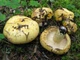 Міцелій Груздя перцевого, Lactarius piperatus 100 г - зображення 5