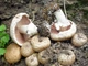 Мицелий Шампиньона королевского, Agaricus bisporus 100 г - изображение 2
