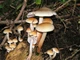Міцелій Опенька лугового, Marasmius oreades 100 г - зображення 7