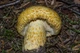 Міцелій Груздя перцевого, Lactarius piperatus 100 г - зображення 8