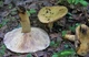 Міцелій Груздя перцевого, Lactarius piperatus 100 г - зображення 9