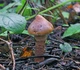 Міцелій Млечника темно-бурого, Lactarius fuliginosus 100 г - зображення 4
