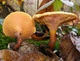 Мицелий Лисички ложной (Говорушки оранжевой), Hygrophoropsis aurantiaca 100 г - изображение 1