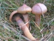Міцелій Млечника темно-бурого, Lactarius fuliginosus 100 г - зображення 5