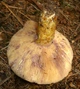 Міцелій Груздя перцевого, Lactarius piperatus 100 г - зображення 10
