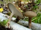 Міцелій Трутовика зимового (Полипоруса зимового), Polyporus brumalis 100 г - зображення 1