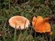 Мицелий Лисички ложной (Говорушки оранжевой), Hygrophoropsis aurantiaca 100 г - изображение 3