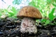 Мицелий Подберёзовика розовеющего (окисляющегося), Leccinum oxydabile 100 г - изображение 1
