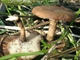 Міцелій Трутовика зимового (Полипоруса зимового), Polyporus brumalis 100 г - зображення 3
