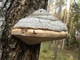 Міцелій Трутовика зимового (Полипоруса зимового), Polyporus brumalis 100 г - зображення 5
