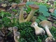 Мицелий на брусочках Опёнок северный, Armillaria borealis - изображение 4