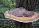 Мицелий Трутовика настоящего, Fomes fomentarius 100 г - изображение 6