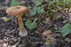 Мицелий на брусочках Опёнок северный, Armillaria borealis - изображение 5