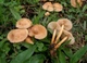 Мицелий Опёнка зимнего, Flammulina velutipes 100 г - изображение 8