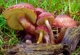 Мицелий Рыжика елового, Lactarius deterrimus 100 г - изображение 4
