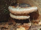 Мицелий Трутовика настоящего, Fomes fomentarius 100 г - изображение 8