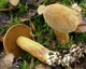 Міцелій Моховика жовто-бурого піщаного, Suillus variegatus 100 г - зображення 3