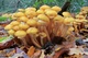 Мицелий на брусочках Опёнок осенний (Опёнок настоящий), Armillaria mellea - изображение 1
