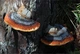 Мицелий Трутовика настоящего, Fomes fomentarius 100 г - изображение 9