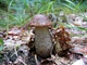 Мицелий Подберёзовика розовеющего (окисляющегося), Leccinum oxydabile 100 г - изображение 3