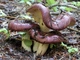 Мицелий Сыроежки буреющей (Сыроежки ароматной), Russula xerampelina 100 г - изображение 3
